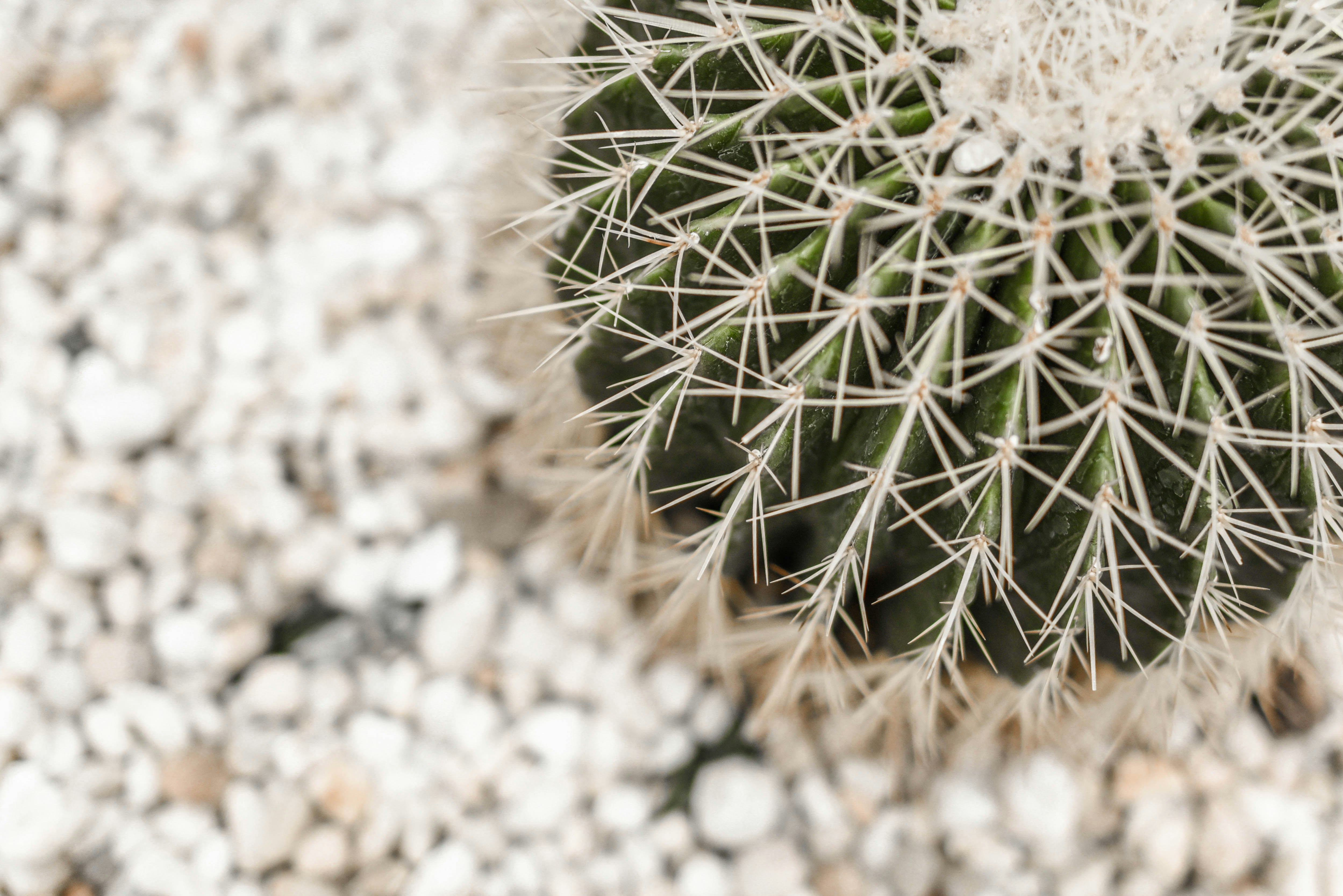 selective focus photo of green cactus